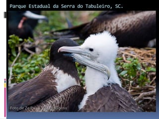 Parque Estadual da Serra do Tabuleiro, SC.
 
