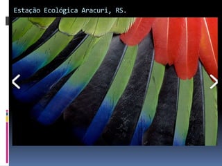 Estação Ecológica Aracuri, RS.
 