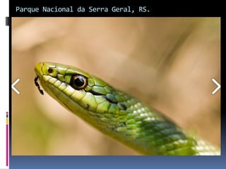 Parque Nacional da Serra Geral, RS.
 