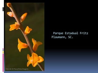 Parque Estadual Fritz
Plaumann, SC.
 