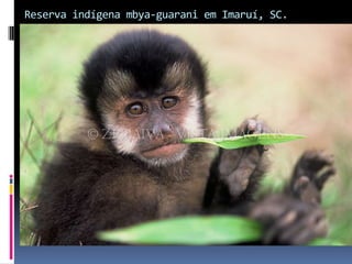 Reserva indígena mbya-guarani em Imaruí, SC.
 