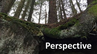 Perspective
 