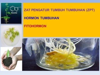 ZAT PENGATUR TUMBUH TUMBUHAN (ZPT)
HORMON TUMBUHAN
FITOHORMON
 