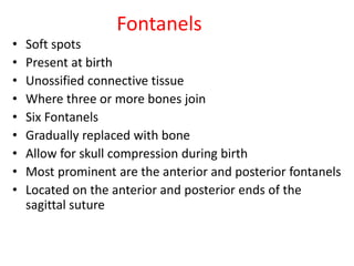 Fontanels
• Soft spots
• Present at birth
• Unossified connective tissue
• Where three or more bones join
• Six Fontanels
• Gradually replaced with bone
• Allow for skull compression during birth
• Most prominent are the anterior and posterior fontanels
• Located on the anterior and posterior ends of the
sagittal suture
 