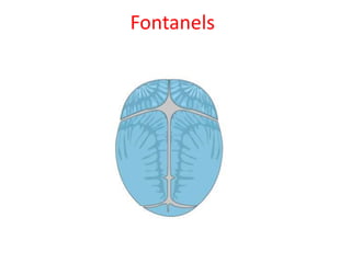 Fontanels
 