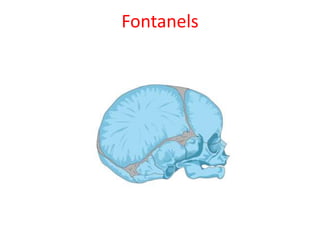 Fontanels
 