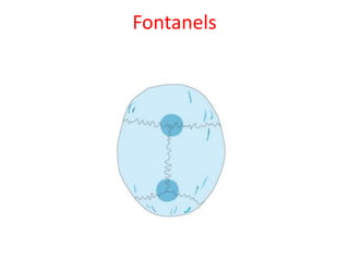 Fontanels
 