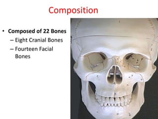 Composition
• Composed of 22 Bones
– Eight Cranial Bones
– Fourteen Facial
Bones
 