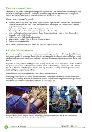 42 
Choosing permanent plants 
The bones of the garden are the permanent plants, or perennials. They remain there even when you have not had the time to plant annuals. Good spots for permanent plants are at the entrance to the garden, around the outside, at the ends of rows or in a line down the middle of a bed. 
Here are some examples of perennials. 
• herbs such as the bay laurel tree, chives, thyme, oregano, sage, rosemary, lavender (for Mediterranean climates); kaffir lime tree, garlic chives, Vietnamese mint, lemongrass and Thai coriander (in more tropical climates) 
• asparagus – this will need a dedicated deeply composted bed 
• flowering shrubs, such as daisies, pentus, gardenia, azalea and salvia 
• spices such as ginger, tumeric, cinnamon shrub, cloves and nutmeg – most of these thrive only in tropical or subtropical climates 
• multiplying leek, shallots and potato onion 
• strawberries – contain these as they can become invasive 
• fruit trees, vines and shrubs. 
Many of these are good companion plants and some will repel or confuse pests. 
Choosing fruit and nut trees 
If you have room, fruit and nut trees complement a vegetable garden. Start by thinking of small fruit trees that mature quickly. In temperate climates, berries such as raspberries, loganberries and blueberries give quick crops. In sub-tropical and tropical climates try tamarillos, papaya, banana, acerola and the various guavas. 
Be guided by local gardeners and by your local nursery as to what is suited to your area. Grafted fruit trees are quicker to fruit than seedling fruit trees as they have had their seedling’s top replaced with a mature branch so they fruit in the first year. They are more expensive than seedlings. In small spaces trees with multi-grafts give a greater range of fruits. 
Citrus fruits seem to grow in all climates and children love eating them. 
Nut trees particularly suit the school ground as most are harvested when the nuts fall and the children need only pick them up. Almonds, walnuts and hazelnuts are suitable for temperate climates; pecans and macadamias for subtropical and tropical climates to name only a few. 
Chapter 4: Planting 
Choosing seeds before planting them is easy when they’ve been labelled properly (left); sorting out seedlings in their punnets before transplanting (right).  