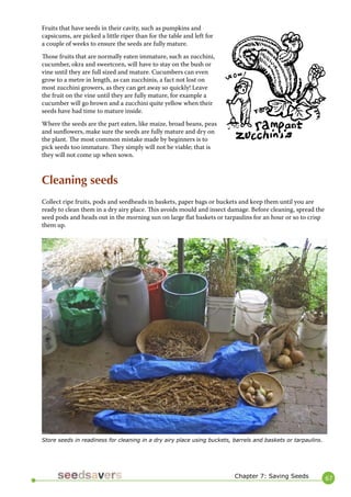 67 
Chapter 7: Saving Seeds 
Store seeds in readiness for cleaning in a dry airy place using buckets, barrels and baskets or tarpaulins. 
Fruits that have seeds in their cavity, such as pumpkins and capsicums, are picked a little riper than for the table and left for a couple of weeks to ensure the seeds are fully mature. 
Those fruits that are normally eaten immature, such as zucchini, cucumber, okra and sweetcorn, will have to stay on the bush or vine until they are full sized and mature. Cucumbers can even grow to a metre in length, as can zucchinis, a fact not lost on most zucchini growers, as they can get away so quickly! Leave the fruit on the vine until they are fully mature, for example a cucumber will go brown and a zucchini quite yellow when their seeds have had time to mature inside. 
Where the seeds are the part eaten, like maize, broad beans, peas and sunflowers, make sure the seeds are fully mature and dry on the plant. The most common mistake made by beginners is to pick seeds too immature. They simply will not be viable; that is they will not come up when sown. 
Cleaning seeds 
Collect ripe fruits, pods and seedheads in baskets, paper bags or buckets and keep them until you are ready to clean them in a dry airy place. This avoids mould and insect damage. Before cleaning, spread the seed pods and heads out in the morning sun on large flat baskets or tarpaulins for an hour or so to crisp them up.  