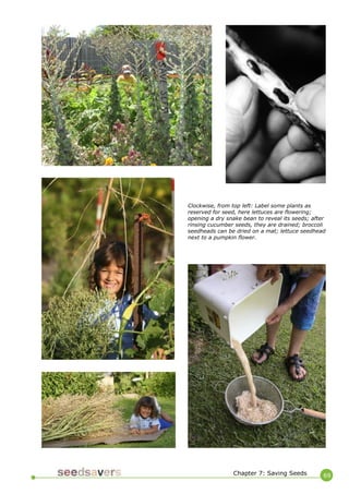69 
Chapter 7: Saving Seeds 
Clockwise, from top left: Label some plants as reserved for seed, here lettuces are flowering; opening a dry snake bean to reveal its seeds; after rinsing cucumber seeds, they are drained; broccoli seedheads can be dried on a mat; lettuce seedhead next to a pumpkin flower.  
