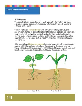 Lesson Recommendations 
148 
Root Structure 
There are two basic kinds of roots. In both types of roots, the tiny root hairs 
provide a large surface area that reach out into the soil to absorb water and 
nutrients for the plant. 
Some roots have a primary taproot with a few smaller hairy roots. Such long 
and strong roots help to anchor the plant to the ground. Taproots can also reach 
deep into the soil and pull up nutrients and water from far below the earth. 
Carrots, sweet potatoes, beets, radishes and turnips are examples of roots that 
expand in size and are able to store “food” for the plant in the form of sugars 
and starches. 
Other plants have fibrous root systems that are a large network of smaller roots 
covered with billions of root hairs. Some fibrous root systems can have more 
than a million branching roots covered with billions of tiny root hairs. Beans and 
tomatoes are examples of vegetables that have a fibrous root system. 
Primary Taproot System Fibrous Root System 
 