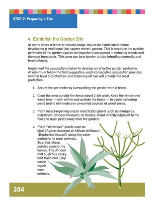 STEP 2: Preparing a Site 
4. Establish the Garden Site 
In many cases a fence or natural hedge should be established before 
developing a traditional (not square meter) garden. This is because the outside 
perimeter of the garden can be an important component in reducing weeds and 
damage from pests. This area can be a barrier to stop intruding domestic and 
feral animals. 
Implement the suggestions below to develop an effective garden perimeter: 
At minimum follow the first suggestion; each consecutive suggestion provides 
another level of protection, and following all five will provide the most 
protection. 
1. Secure the perimeter by surrounding the garden with a fence. 
2. Clear the area outside the fence about 2-5m wide. Keep the fence area 
weed free — both within and outside the fence — to avoid harboring 
pests and to eliminate any unwanted sources of weed seeds. 
3. Plant insect-repelling and/or insecticidal plants such as marigolds, 
pyrethrum (chrysanthemum), or daisies. Plant directly adjacent to the 
fence to repel pests away from the garden. 
4. Plant “defensive” plants such as 
sisal (Agave sisalana) or African milkbush 
(Euphorbia tirucalli) along the outer 
perimeter to repel animals. 
Sisal has sharp 
pointed puncturing 
leaves. The African 
milkbush has sticky 
and toxic latex (sap 
which 
repels 
most 
animals. 
204 
 