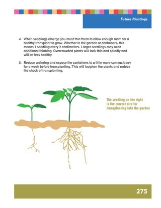 Future Plantings 
275 
4. When seedlings emerge you must thin them to allow enough room for a 
healthy transplant to grow. Whether in the garden or containers, this 
means 1 seedling every 2 centimeters. Larger seedlings may need 
additional thinning. Overcrowded plants will look thin and spindly and 
will be less healthy. 
5. Reduce watering and expose the containers to a little more sun each day 
for a week before transplanting. This will toughen the plants and reduce 
the shock of transplanting. 
The seedling on the right 
is the correct size for 
transplanting into the garden 
 