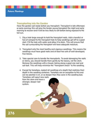Future Plantings 
276 
Transplanting into the Garden 
Have the garden soil ready before you transplant. Transplant in late afternoon 
or early evening; this will give the tender young transplant the night and early 
morning to recover and it will be less likely to wilt before being exposed to the 
full sun. 
1. Dig a hole large enough to hold the transplant roots. Add a handful or 
two of compost to the transplant hole to help seedlings get off to a good 
start. Fill the hole with water and allow it to drain. This will ensure that 
the soil surrounding the transplant will have adequate moisture. 
2. Transplant only the most healthy and vigorous seedlings. This means the 
seedlings must have good roots and at least two sets of well-developed, 
true leaves. 
3. Take special care to handle the transplants. To avoid damaging the roots 
or stems, you should handle them gently by the leaves, not the stem. 
Remove the seedlings with a trowel, taking along a good size root and 
soil ball. This will help minimize the “transplant shock” to the seedling. 
4. Except for tomatoes, replant all seedlings at a depth that matches their 
depth in the seedling container. Tomatoes are an exception to this and 
can be planted 4 cm. or so deeper than they were in the seedling bed. 
Tomatoes will spout new roots 
from the stem and have a 
stronger, deeper root 
system. 
 