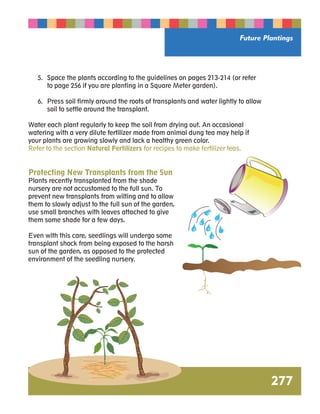 Future Plantings 
277 
5. Space the plants according to the guidelines on pages 213-214 (or refer 
to page 256 if you are planting in a Square Meter garden). 
6. Press soil firmly around the roots of transplants and water lightly to allow 
soil to settle around the transplant. 
Water each plant regularly to keep the soil from drying out. An occasional 
watering with a very dilute fertilizer made from animal dung tea may help if 
your plants are growing slowly and lack a healthy green color. 
Refer to the section Natural Fertilizers for recipes to make fertilizer teas. 
Protecting New Transplants from the Sun 
Plants recently transplanted from the shade 
nursery are not accustomed to the full sun. To 
prevent new transplants from wilting and to allow 
them to slowly adjust to the full sun of the garden, 
use small branches with leaves attached to give 
them some shade for a few days. 
Even with this care, seedlings will undergo some 
transplant shock from being exposed to the harsh 
sun of the garden, as opposed to the protected 
environment of the seedling nursery. 
 