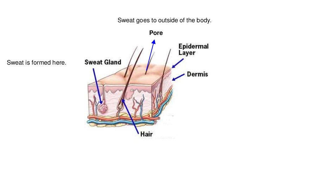 Blog excretory system