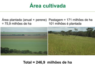 Área cultivada
Área plantada (anual + perene)
= 75,9 milhões de ha
Pastagem = 171 milhões de ha
101 milhões é plantada
Total = 246,9 milhões de ha
 