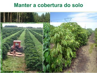 Manter a cobertura do solo
 