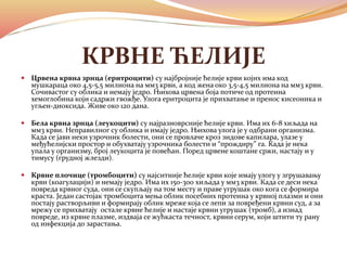 Sistem organa za cirkulaciju | PPT