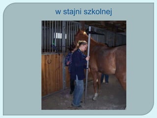 w stajni szkolnej
 