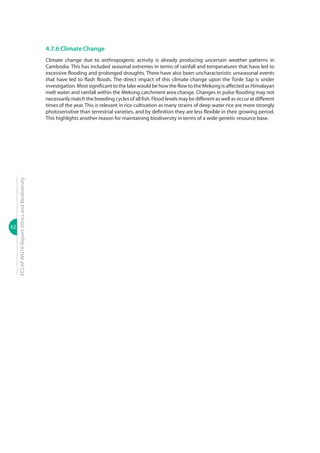 62
ECCAPWG16Report:EthicsandBiodiversity
4.7.6 Climate Change
Climate change due to anthropogenic activity is already producing uncertain weather patterns in
Cambodia. This has included seasonal extremes in terms of rainfall and temperatures that have led to
excessive flooding and prolonged droughts. There have also been uncharacteristic unseasonal events
that have led to flash floods. The direct impact of this climate change upon the Tonle Sap is under
investigation. Most significant to the lake would be how the flow to the Mekong is affected as Himalayan
melt water and rainfall within the Mekong catchment area change. Changes in pulse flooding may not
necessarily match the breeding cycles of all fish. Flood levels may be different as well as occur at different
times of the year. This is relevant in rice cultivation as many strains of deep water rice are more strongly
photosensitive than terrestrial varieties, and by definition they are less flexible in their growing period.
This highlights another reason for maintaining biodiversity in terms of a wide genetic resource base.
 