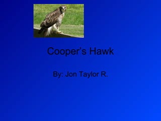 Cooper’s Hawk By: Jon Taylor R. 