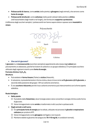Sun Elena 5E
3 di 14
• Polisaccaridi di riserva, come amido (nelle piante) e glicogeno (negli animali), che servono come
fonte di energia.
• Polisaccaridi strutturali, come cellulosa (nelle pareti cellulari delle piante) e chitina
(nell’esoscheletro degli insetti e nei funghi), che forniscono supporto e protezione.
A differenza degli zuccheri semplici, i polisaccaridi non hanno sapore dolce e spesso sono insolubili in
acqua.
• Che cos’è il glucosio?
Il glucosio è un monosaccaride (zucchero semplice) appartenente alla classe degli aldosi (più
precisamente un aldoesoso, poiché ha 6 atomi di carbonio e un gruppo aldeidico). È il principale zucchero
utilizzato dagli organismi viventi come fonte di energia.
Formula chimica: C₆H₁₂O₆
Struttura:
• Può esistere in forma lineare (Fisher) e ciclica (Haworth).
• In soluzione, è prevalentemente in forma ciclica, dove si trova come α-D-glucosio o β-D-glucosio, a
seconda della posizione del gruppo -OH sul carbonio anomerico.
• È uno zucchero riducente perché il suo carbonio anomerico può interconvertirsi con la forma aperta
aldeidica.
Ruolo biologico
• Nelle piante
 È prodotto dalla fotosintesi, dove l'energia solare viene convertita in energia chimica sotto forma
di glucosio.
 Viene immagazzinato come amido o trasformato in altri zuccheri e polisaccaridi.
• Negli animali e nell’uomo
 È la principale fonte di energia per le cellule, utilizzato nei processi di glicolisi e respirazione
cellulare per produrre ATP.
 Viene immagazzinato come glicogeno nel fegato e nei muscoli.
 Mantiene stabile la glicemia nel sangue (tra 70-110 mg/dL in condizioni normali).
 