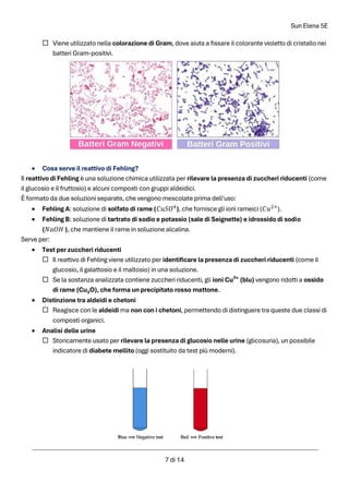 Sun Elena 5E
7 di 14
 Viene utilizzato nella colorazione di Gram, dove aiuta a fissare il colorante violetto di cristallo nei
batteri Gram-positivi.
• Cosa serve il reattivo di Fehling?
Il reattivo di Fehling è una soluzione chimica utilizzata per rilevare la presenza di zuccheri riducenti (come
il glucosio e il fruttosio) e alcuni composti con gruppi aldeidici.
È formato da due soluzioni separate, che vengono mescolate prima dell'uso:
• Fehling A: soluzione di solfato di rame (𝐶𝑢𝑆𝑂4
), che fornisce gli ioni rameici (𝐶𝑢2+
).
• Fehling B: soluzione di tartrato di sodio e potassio (sale di Seignette) e idrossido di sodio
(𝑁𝑎𝑂𝐻 ), che mantiene il rame in soluzione alcalina.
Serve per:
• Test per zuccheri riducenti
 Il reattivo di Fehling viene utilizzato per identificare la presenza di zuccheri riducenti (come il
glucosio, il galattosio e il maltosio) in una soluzione.
 Se la sostanza analizzata contiene zuccheri riducenti, gli ioni Cu²⁺ (blu) vengono ridotti a ossido
di rame (Cu₂O), che forma un precipitato rosso mattone.
• Distinzione tra aldeidi e chetoni
 Reagisce con le aldeidi ma non con i chetoni, permettendo di distinguere tra queste due classi di
composti organici.
• Analisi delle urine
 Storicamente usato per rilevare la presenza di glucosio nelle urine (glicosuria), un possibile
indicatore di diabete mellito (oggi sostituito da test più moderni).
 