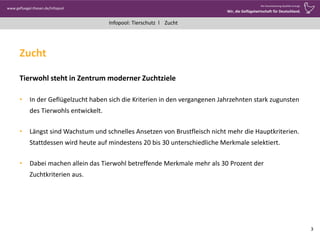 www.gefluegel-thesen.de/Infopool
Wo Verantwortung Qualität erzeugt.
Wir, die Geflügelwirtschaft für Deutschland.
Infopool: Tierschutz l
Zucht
Tierwohl steht in Zentrum moderner Zuchtziele
• In der Geflügelzucht haben sich die Kriterien in den vergangenen Jahrzehnten stark zugunsten
des Tierwohls entwickelt.
• Längst sind Wachstum und schnelles Ansetzen von Brustfleisch nicht mehr die Hauptkriterien.
Stattdessen wird heute auf mindestens 20 bis 30 unterschiedliche Merkmale selektiert.
• Dabei machen allein das Tierwohl betreffende Merkmale mehr als 30 Prozent der
Zuchtkriterien aus.
3
Zucht
 