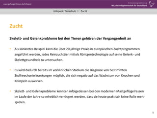 www.gefluegel-thesen.de/Infopool
Wo Verantwortung Qualität erzeugt.
Wir, die Geflügelwirtschaft für Deutschland.
Infopool: Tierschutz l
Zucht
Skelett- und Gelenkprobleme bei den Tieren gehören der Vergangenheit an
• Als konkretes Beispiel kann die über 20-jährige Praxis in europäischen Zuchtprogrammen
angeführt werden, jedes Reinzuchttier mittels Röntgentechnologie auf seine Gelenk- und
Skelettgesundheit zu untersuchen.
• Es wird dadurch bereits im vorklinischen Stadium die Diagnose von bestimmten
Stoffwechselerkrankungen möglich, die sich negativ auf das Wachstum von Knochen und
Knorpeln auswirken.
• Skelett- und Gelenkprobleme konnten infolgedessen bei den modernen Mastgeflügelrassen
im Laufe der Jahre so erheblich verringert werden, dass sie heute praktisch keine Rolle mehr
spielen.
5
Zucht
 