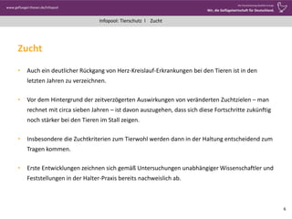www.gefluegel-thesen.de/Infopool
Wo Verantwortung Qualität erzeugt.
Wir, die Geflügelwirtschaft für Deutschland.
Infopool: Tierschutz l
Zucht
• Auch ein deutlicher Rückgang von Herz-Kreislauf-Erkrankungen bei den Tieren ist in den
letzten Jahren zu verzeichnen.
• Vor dem Hintergrund der zeitverzögerten Auswirkungen von veränderten Zuchtzielen – man
rechnet mit circa sieben Jahren – ist davon auszugehen, dass sich diese Fortschritte zukünftig
noch stärker bei den Tieren im Stall zeigen.
• Insbesondere die Zuchtkriterien zum Tierwohl werden dann in der Haltung entscheidend zum
Tragen kommen.
• Erste Entwicklungen zeichnen sich gemäß Untersuchungen unabhängiger Wissenschaftler und
Feststellungen in der Halter-Praxis bereits nachweislich ab.
6
Zucht
 