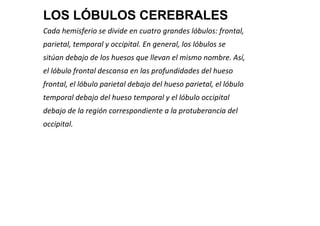 LOS LÓBULOS CEREBRALES
Cada hemisferio se divide en cuatro grandes lóbulos: frontal,
parietal, temporal y occipital. En general, los lóbulos se
sitúan debajo de los huesos que llevan el mismo nombre. Así,
el lóbulo frontal descansa en las profundidades del hueso
frontal, el lóbulo parietal debajo del hueso parietal, el lóbulo
temporal debajo del hueso temporal y el lóbulo occipital
debajo de la región correspondiente a la protuberancia del
occipital.

 