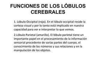 FUNCIONES DE LOS LÓBULOS
CEREBRALES
1. Lóbulo Occipital (rojo). En el lóbulo occipital reside la
corteza visual y por lo tanto está implicado en nuestra
capacidad para ver e interpretar lo que vemos.
2.Lóbulo Parietal (amarillo). El lóbulo parietal tiene un
importante papel en el procesamiento de la información
sensorial procedente de varias partes del cuerpo, el
conocimiento de los números y sus relaciones y en la
manipulación de los objetos.

 