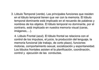 3. Lóbulo Temporal (verde). Las principales funciones que residen
en el lóbulo temporal tienen que ver con la memoria. El lóbulo
temporal dominante está implicado en el recuerdo de palabras y
nombres de los objetos. El lóbulo temporal no dominante, por el
contrario, está implicado en nuestra memoria visual (caras,
imágenes,…).
4. Lóbulo Frontal (azul). El lóbulo frontal se relaciona con el
control de los impulsos, el juicio, la producción del lenguaje, la
memoria funcional (de trabajo, de corto plazo), funciones
motoras, comportamiento sexual, socialización y espontaneidad.
Los lóbulos frontales asisten el la planificación, coordinación,
control y ejecución de las conductas.

 