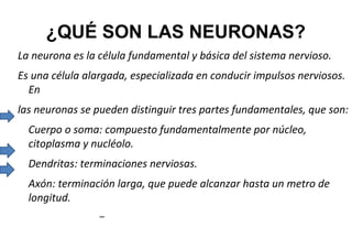 ¿QUÉ SON LAS NEURONAS?
La neurona es la célula fundamental y básica del sistema nervioso.
Es una célula alargada, especializada en conducir impulsos nerviosos.
En
las neuronas se pueden distinguir tres partes fundamentales, que son:
Cuerpo o soma: compuesto fundamentalmente por núcleo,
citoplasma y nucléolo.
Dendritas: terminaciones nerviosas.
Axón: terminación larga, que puede alcanzar hasta un metro de
longitud.
–

 
