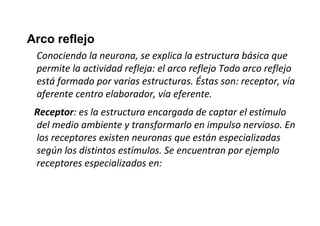 Arco reflejo
Conociendo la neurona, se explica la estructura básica que
permite la actividad refleja: el arco reflejo Todo arco reflejo
está formado por varias estructuras. Éstas son: receptor, vía
aferente centro elaborador, vía eferente.
Receptor: es la estructura encargada de captar el estímulo
del medio ambiente y transformarlo en impulso nervioso. En
los receptores existen neuronas que están especializadas
según los distintos estímulos. Se encuentran por ejemplo
receptores especializados en:

 