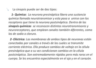 La sinapsis puede ser de dos tipos:
1- Química: La neurona presináptica libera una sustancia
química llamada neurotransmisor y esta pasa a unirse con los
receptores que tiene la neurona postsináptica. Dentro de las
sinapsis químicas se reconocen distintos neurotransmisores y
neuroreceptores, que emplean canales también diferentes, como
los de sodio o cloruro.
2- Eléctrica: Las membranas de ambos tipos de neuronas están
conectadas por canales a través de los cuales se transmite
corriente eléctrica. Ello produce cambios de voltaje en la célula
presináptica que a su vez condicionan cambios en la célula
postsináptica. Son extremadamente rápidos pero más raros en el
cuerpo. Se les encuentra especialmente en el ojo y en el corazón.

 