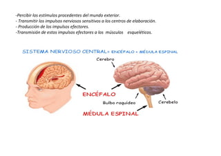 -Percibir los estímulos procedentes del mundo exterior.
- Transmitir los impulsos nerviosos sensitivos a los centros de elaboración.
- Producción de los impulsos efectores.
-Transmisión de estos impulsos efectores a los músculos esqueléticos.

 