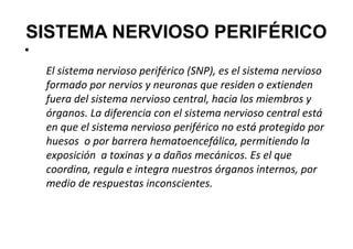SISTEMA NERVIOSO PERIFÉRICO
●

El sistema nervioso periférico (SNP), es el sistema nervioso
formado por nervios y neuronas que residen o extienden
fuera del sistema nervioso central, hacia los miembros y
órganos. La diferencia con el sistema nervioso central está
en que el sistema nervioso periférico no está protegido por
huesos o por barrera hematoencefálica, permitiendo la
exposición a toxinas y a daños mecánicos. Es el que
coordina, regula e integra nuestros órganos internos, por
medio de respuestas inconscientes.

 