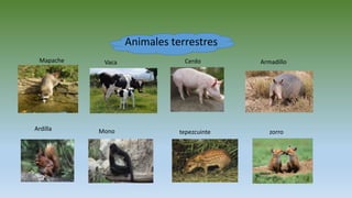 Animales terrestres
Mapache Vaca Cerdo Armadillo
Ardilla Mono tepezcuinte zorro
 