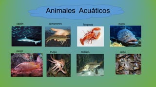 Animales Acuáticos
cazón camarones langosta mero
pargo Pulpo Robalo Jaiba
 
