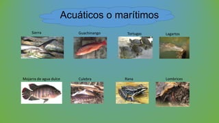 Acuáticos o marítimos
Sierra Guachinango Tortugas Lagartos
Mojarra de agua dulce Culebra Rana Lombrices
 