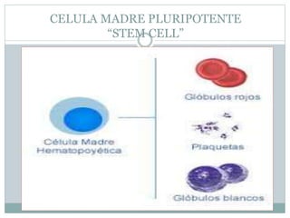 CELULA MADRE PLURIPOTENTE
“STEM CELL”
 