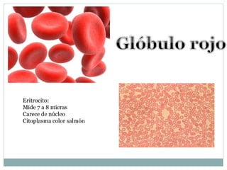 Eritrocito:
Mide 7 a 8 micras
Carece de núcleo
Citoplasma color salmón
 