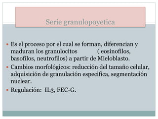 Serie granulopoyetica
 Es el proceso por el cual se forman, diferencian y
maduran los granulocitos ( eosinofilos,
basofilos, neutrofilos) a partir de Mieloblasto.
 Cambios morfológicos: reducción del tamaño celular,
adquisición de granulación especifica, segmentación
nuclear.
 Regulación: IL3, FEC-G.
 