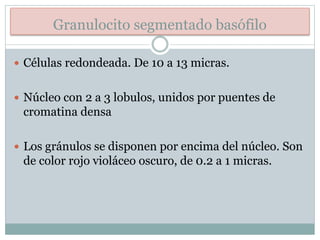 Granulocito segmentado basófilo
 Células redondeada. De 10 a 13 micras.
 Núcleo con 2 a 3 lobulos, unidos por puentes de
cromatina densa
 Los gránulos se disponen por encima del núcleo. Son
de color rojo violáceo oscuro, de 0.2 a 1 micras.
 