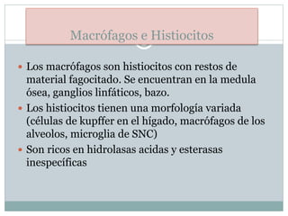 Macrófagos e Histiocitos
 Los macrófagos son histiocitos con restos de
material fagocitado. Se encuentran en la medula
ósea, ganglios linfáticos, bazo.
 Los histiocitos tienen una morfología variada
(células de kupffer en el hígado, macrófagos de los
alveolos, microglia de SNC)
 Son ricos en hidrolasas acidas y esterasas
inespecíficas
 