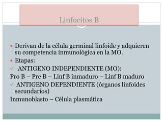 Linfocitos B
 Derivan de la célula germinal linfoide y adquieren
su competencia inmunológica en la MO.
 Etapas:
 ANTIGENO INDEPENDIENTE (MO):
Pro B – Pre B – Linf B inmaduro – Linf B maduro
 ANTIGENO DEPENDIENTE (órganos linfoides
secundarios)
Inmunoblasto – Célula plasmática
 