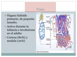 Timo
 Órgano linfoide
primario, de pequeño
tamaño.
 Activo durante la
infancia e involuciona
en el adulto
 Corteza (80%) y
medula (20%)
 